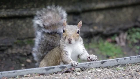A gray squirrel is looking into the camera and chewing Stock Footage 71886698