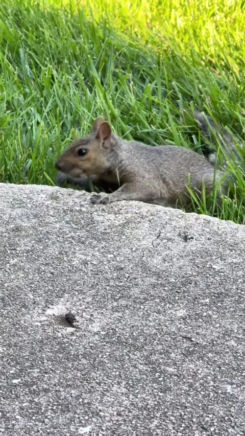 Gray Squirrel Lying on Ground in Grass Stock Footage 343493733