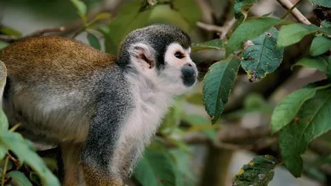 Gray Squirrel Monkey Stock Photos