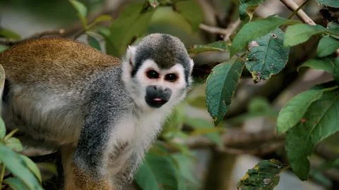 Gray Squirrel Monkey Stock Photos