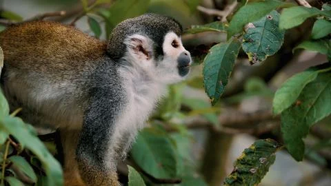 Gray Squirrel Monkey Stock Photos