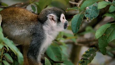 Gray Squirrel Monkey Stock Photos