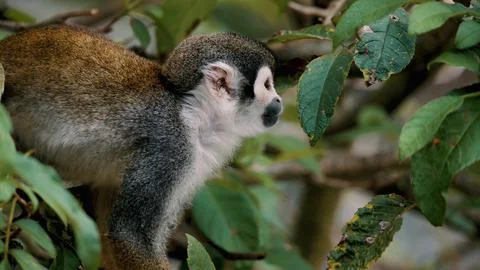 Gray Squirrel Monkey Stock Photos
