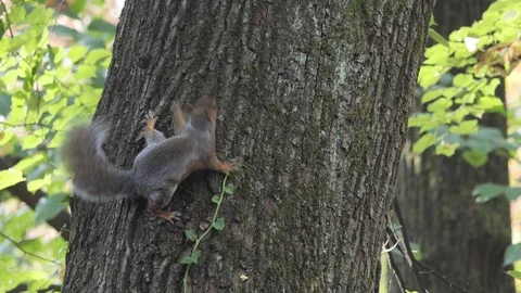 Gray squirrel moves on the bark Stock-Footage 119814732
