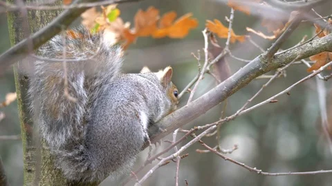 Gray Squirrel In Nature, Wildlife Stock Footage 111567520