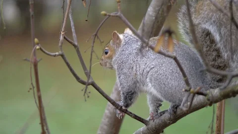Gray Squirrel In Nature, Wildlife Stock Footage 111567696
