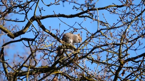 Gray Squirrel In Nature, Wildlife Stock Footage 111567723