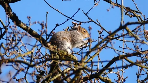 Gray Squirrel In Nature, Wildlife Stock Footage 111567801
