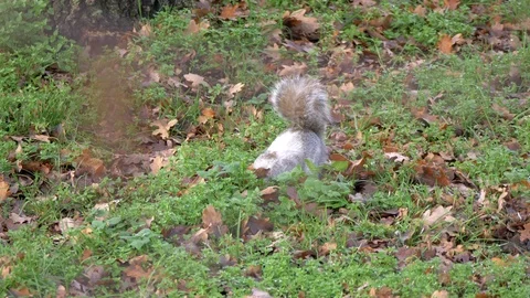 Gray Squirrel In Nature, Wildlife Stock Footage 111567882