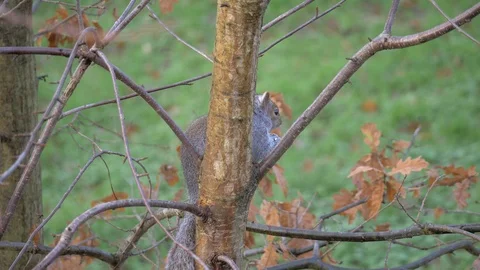 Gray Squirrel In Nature, Wildlife Stock Footage 111567934