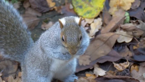 Gray Squirrel In Nature, Wildlife Stock Footage 111567954