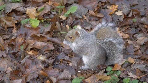 Gray Squirrel In Nature, Wildlife Stock Footage 111568029