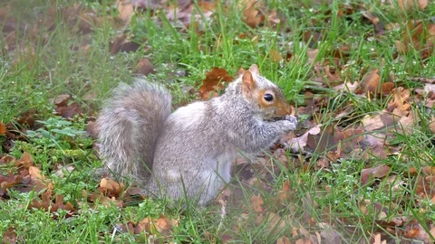 Gray Squirrel In Nature, Wildlife Stock Footage 111568103