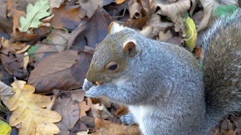 Gray Squirrel In Nature, Wildlife Stock Footage 111568119