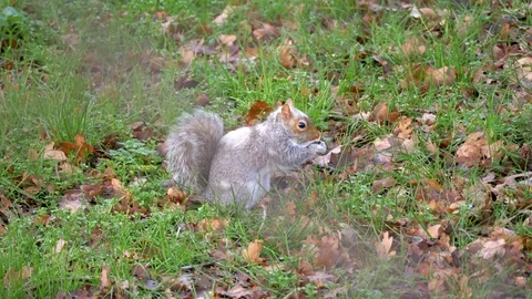 Gray Squirrel In Nature, Wildlife Stock Footage 111568171