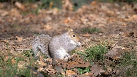 Gray Squirrel In Nature, Wildlife Stock Footage 111568176