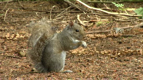Gray Squirrel Nibbles and Looks Vidéo 830129