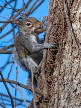Gray squirrel with nut climbing tree Stock Photos