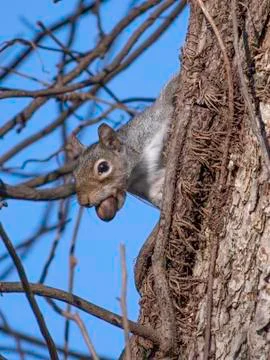 Gray squirrel with nut peeks from behind tree trunk Stock Photos