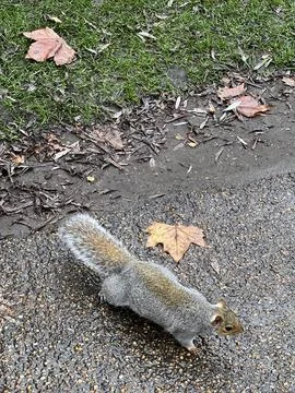 Gray squirrel in the park Fotos de archivo