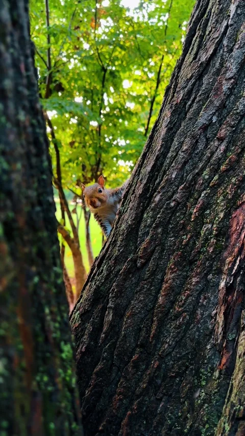 Gray squirrel peeking from behind tree trunk in forest. Close up of a wild Stock Footage 333782695