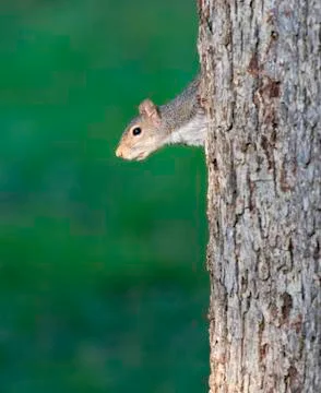 Gray squirrel peeks from behind tree trunk Stock Photos