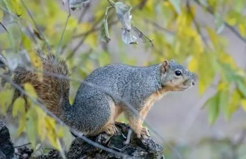 Gray squirrel peeks from behind tree trunk Stock Photos