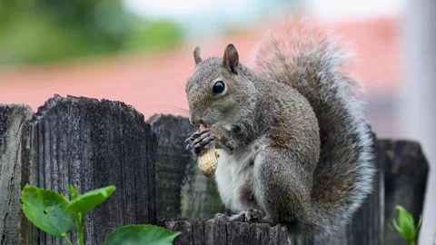 Gray Squirrel perched on a backyard fence eating a peanut Stock Footage 264182864