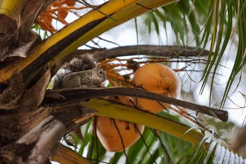 Gray squirrel perched on a tropical palm branch eating beside large orange cocon Stock Photos