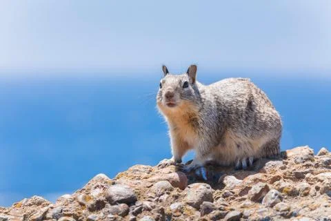 Gray squirrel Stock Photos