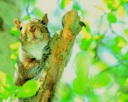 Gray squirrel Stock Photos