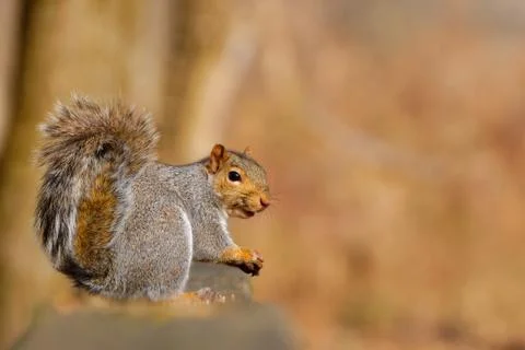 Gray squirrel Stock Photos