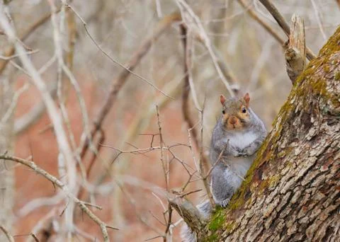 Gray squirrel Foto stock