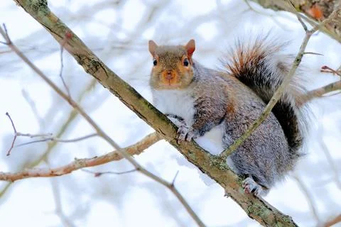 Gray squirrel Stock Photos