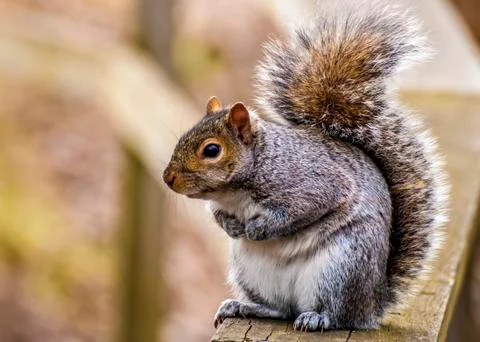 Gray squirrel Stock Photos