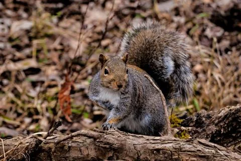 Gray squirrel Stock Photos