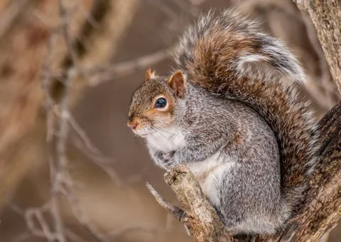 Gray squirrel Stock Photos