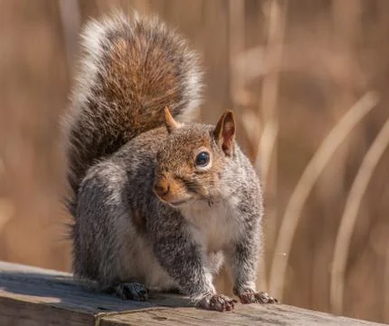 Gray squirrel Stock Photos