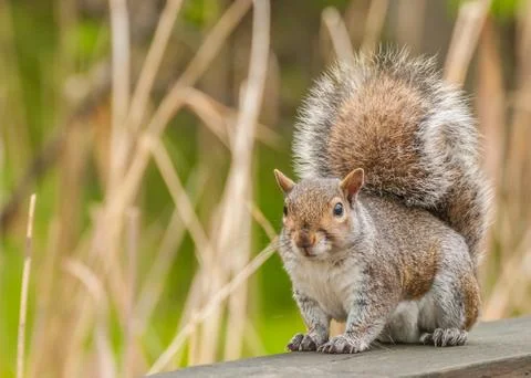 Gray squirrel Stock Photos