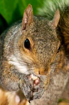 Gray squirrel Stock Photos