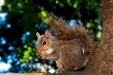 Gray squirrel Stock Photos