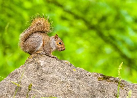 Gray squirrel Stock Photos