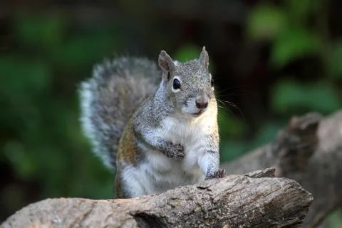 Gray squirrel Stock Photos