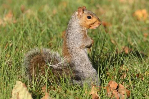Gray squirrel Stock Photos