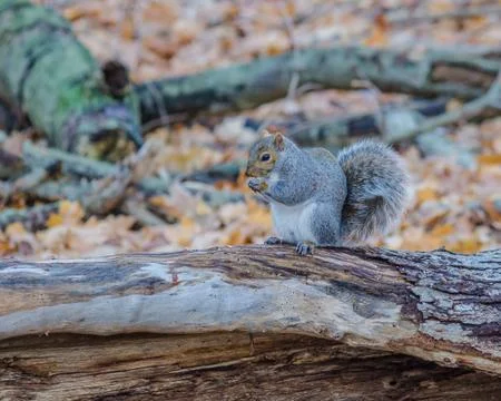 Gray squirrel Stock Photos