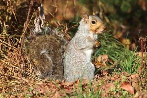 Gray squirrel Stock Photos