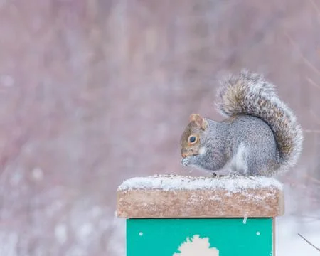 Gray Squirrel Stock Photos