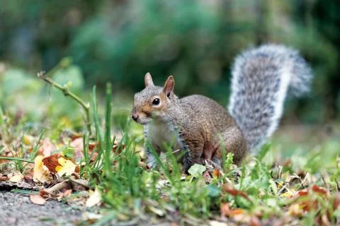 Gray Squirrel Stock Photos