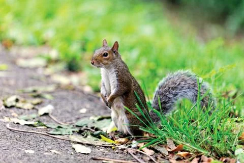 Gray Squirrel Stock Photos