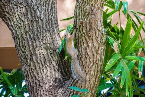Gray Squirrel Stock Photos